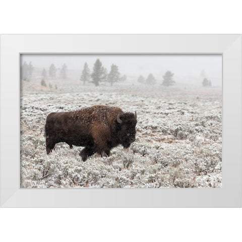 Late Fall Yellowstone White Modern Wood Framed Art Print by Forms