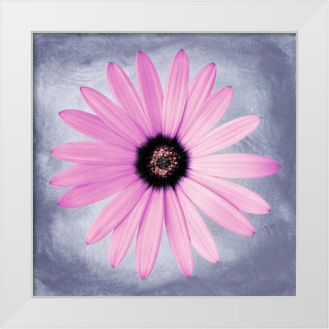 Daisy Pink on Grey White Modern Wood Framed Art Print by Zalewski, Christine