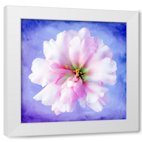 Daisy Soft Pink on Blue White Modern Wood Framed Art Print by Zalewski, Christine