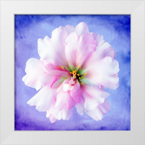 Daisy Soft Pink on Blue White Modern Wood Framed Art Print by Zalewski, Christine