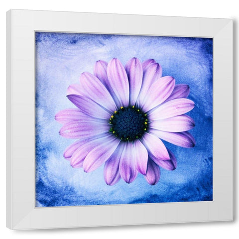 Daisy Soft Purple on Blue White Modern Wood Framed Art Print by Zalewski, Christine