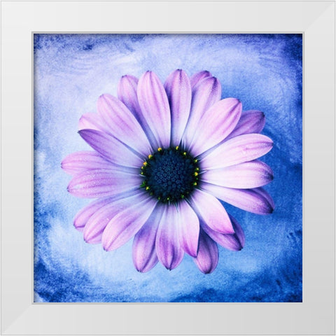 Daisy Soft Purple on Blue White Modern Wood Framed Art Print by Zalewski, Christine