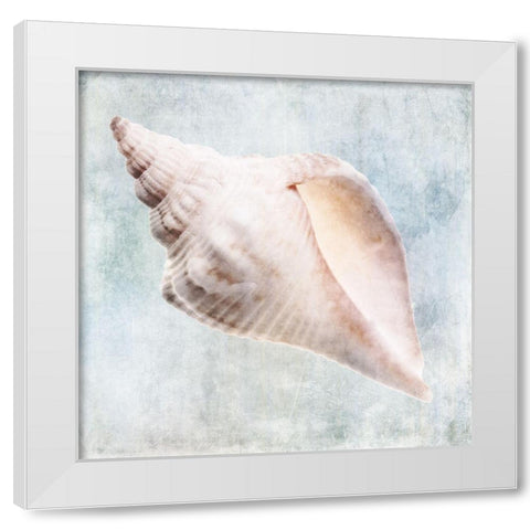 Blue Cream Murex Shell  White Modern Wood Framed Art Print by Zalewski, Christine