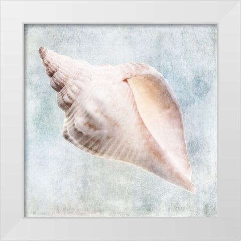 Blue Cream Murex Shell  White Modern Wood Framed Art Print by Zalewski, Christine