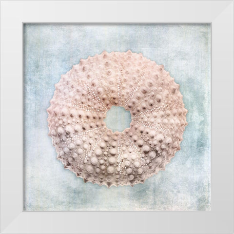 Blue Cream Sea Urchin White Modern Wood Framed Art Print by Zalewski, Christine