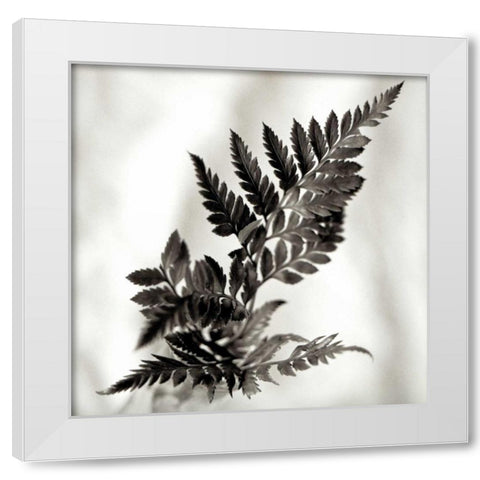 Florison - 41 White Modern Wood Framed Art Print by Blaustein, Alan