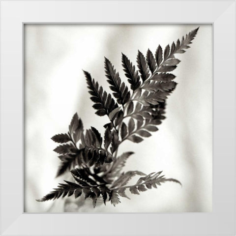 Florison - 41 White Modern Wood Framed Art Print by Blaustein, Alan