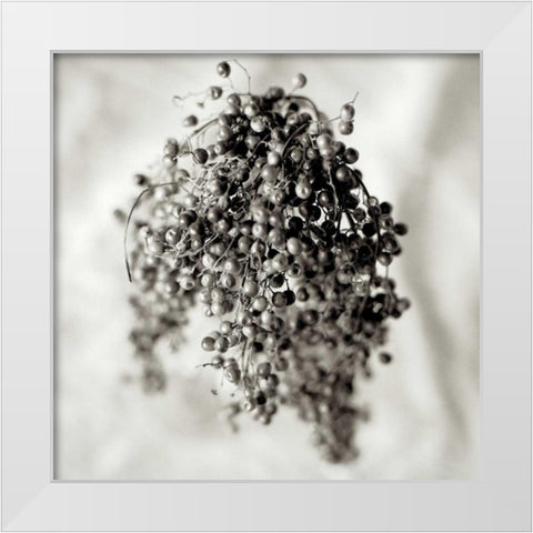 Florison - 38 White Modern Wood Framed Art Print by Blaustein, Alan