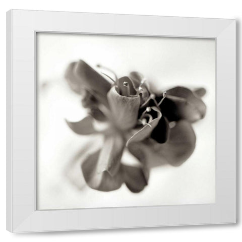 Florison - 37 White Modern Wood Framed Art Print by Blaustein, Alan