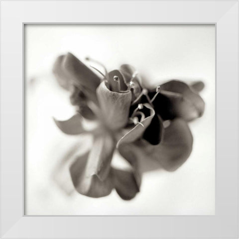 Florison - 37 White Modern Wood Framed Art Print by Blaustein, Alan