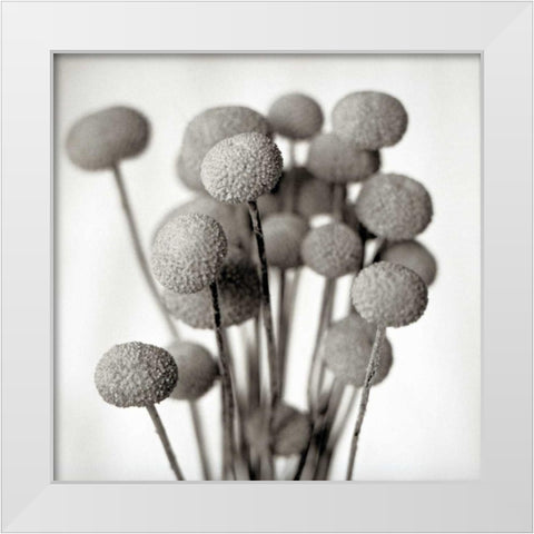 Florison - 33 White Modern Wood Framed Art Print by Blaustein, Alan