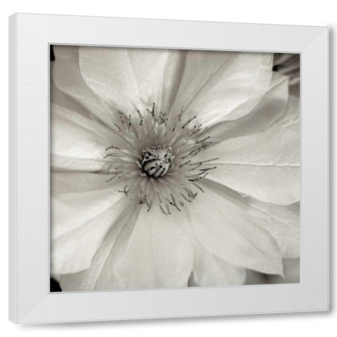 Florison - 32 White Modern Wood Framed Art Print by Blaustein, Alan