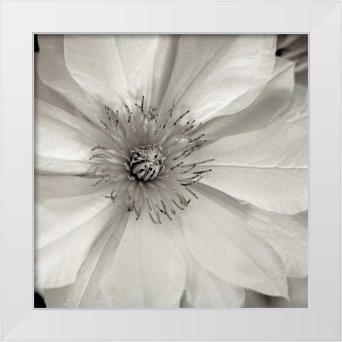 Florison - 32 White Modern Wood Framed Art Print by Blaustein, Alan