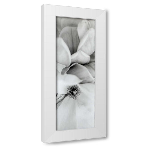 Magnolia - 2 White Modern Wood Framed Art Print by Blaustein, Alan