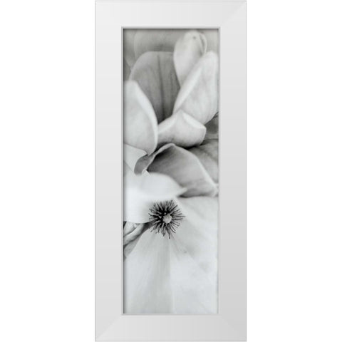 Magnolia - 2 White Modern Wood Framed Art Print by Blaustein, Alan
