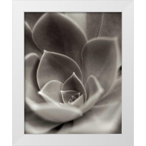Florison - 25 White Modern Wood Framed Art Print by Blaustein, Alan