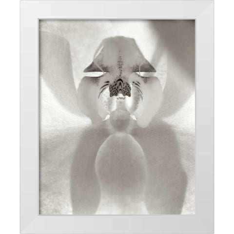 Florison - 26 White Modern Wood Framed Art Print by Blaustein, Alan