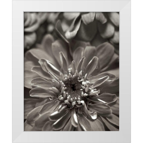 Florison - 17 White Modern Wood Framed Art Print by Blaustein, Alan