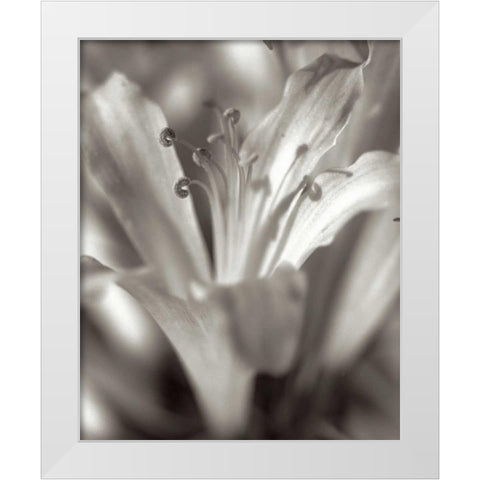 Florison - 14 White Modern Wood Framed Art Print by Blaustein, Alan