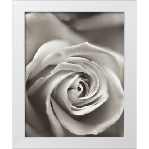 Florison - 12 White Modern Wood Framed Art Print by Blaustein, Alan