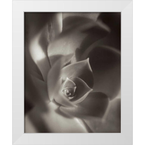 Florison - 11 White Modern Wood Framed Art Print by Blaustein, Alan