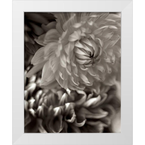 Florison - 10 White Modern Wood Framed Art Print by Blaustein, Alan
