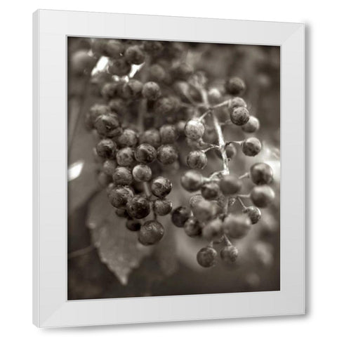 Florison - 9 White Modern Wood Framed Art Print by Blaustein, Alan