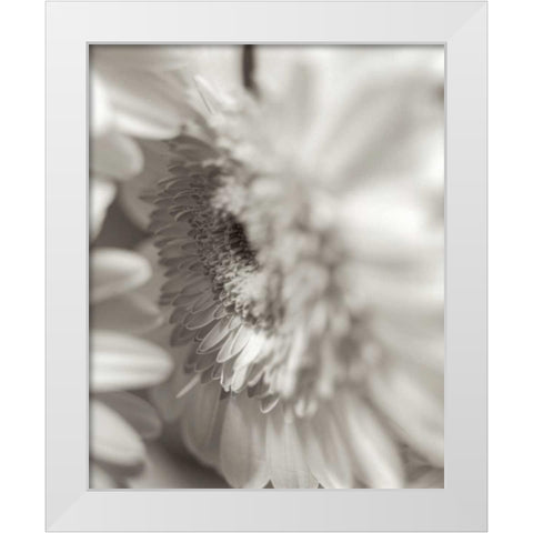 Florison - 4 White Modern Wood Framed Art Print by Blaustein, Alan