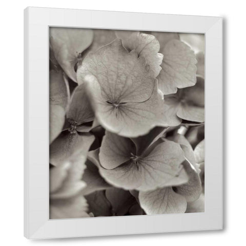 Florison - 1 White Modern Wood Framed Art Print by Blaustein, Alan