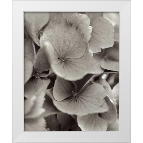 Florison - 1 White Modern Wood Framed Art Print by Blaustein, Alan