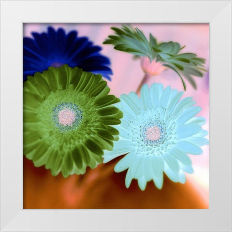 Floral Color - 2 White Modern Wood Framed Art Print by Blaustein, Alan