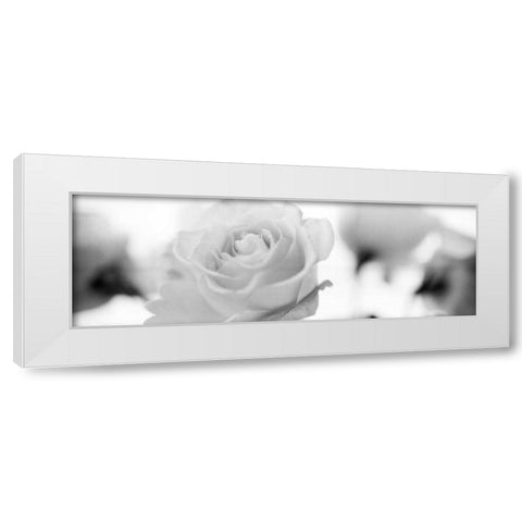 Florison - 102 White Modern Wood Framed Art Print by Blaustein, Alan