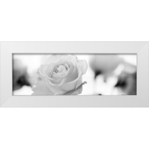 Florison - 102 White Modern Wood Framed Art Print by Blaustein, Alan
