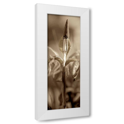 Florison - 74 White Modern Wood Framed Art Print by Blaustein, Alan