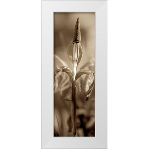 Florison - 74 White Modern Wood Framed Art Print by Blaustein, Alan