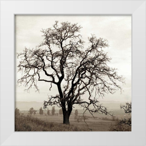 Sonoma Oak - 1 White Modern Wood Framed Art Print by Blaustein, Alan