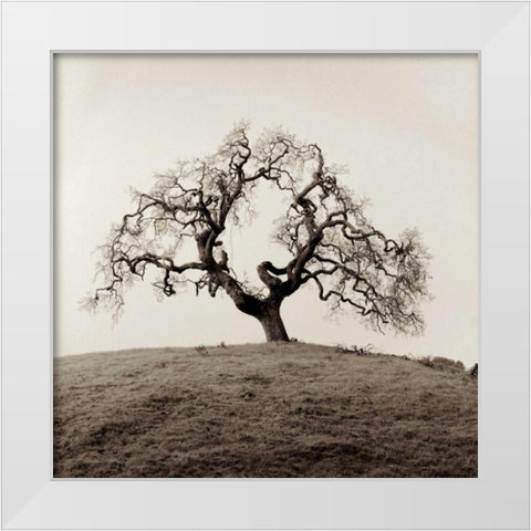Sonoma Oak - 2 White Modern Wood Framed Art Print by Blaustein, Alan
