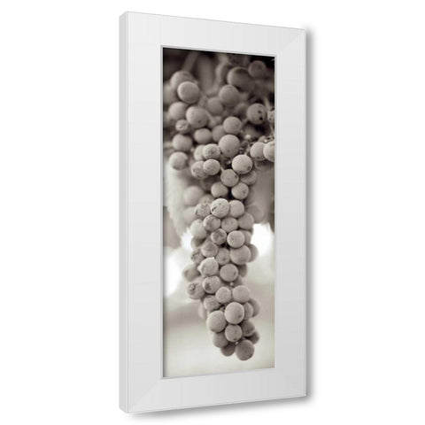 Grapes Pano - 9 White Modern Wood Framed Art Print by Blaustein, Alan
