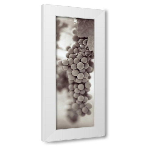 Grapes Pano - 3 White Modern Wood Framed Art Print by Blaustein, Alan