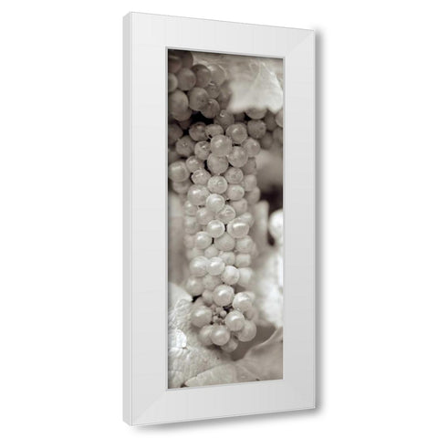 Grapes Pano - 12 White Modern Wood Framed Art Print by Blaustein, Alan