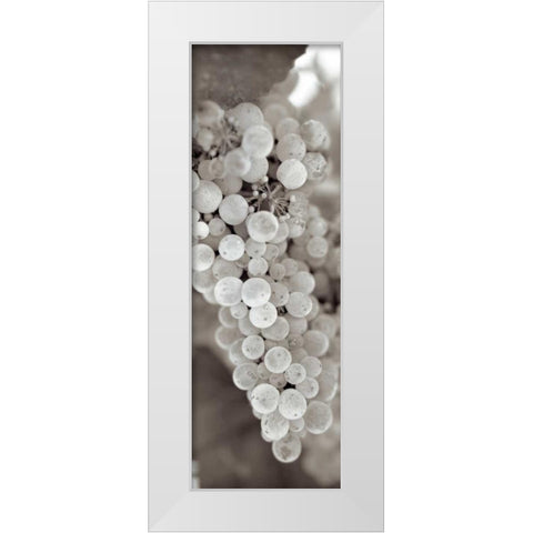 Grapes Pano - 13 White Modern Wood Framed Art Print by Blaustein, Alan