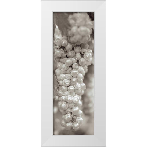 Grapes Pano - 15 White Modern Wood Framed Art Print by Blaustein, Alan