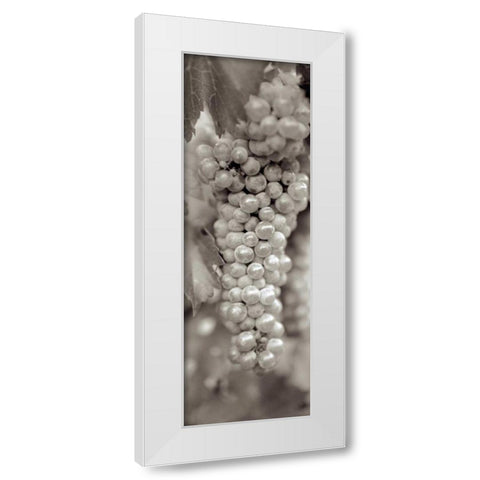 Grapes Pano - 18 White Modern Wood Framed Art Print by Blaustein, Alan