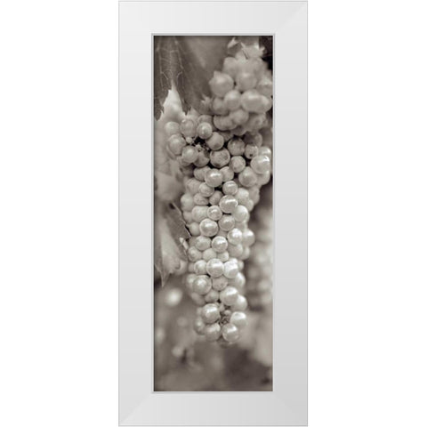 Grapes Pano - 18 White Modern Wood Framed Art Print by Blaustein, Alan