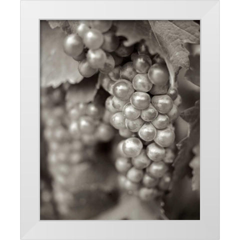 Grapes - 20 White Modern Wood Framed Art Print by Blaustein, Alan