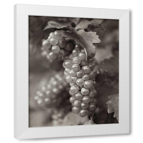 Grapes - 21 White Modern Wood Framed Art Print by Blaustein, Alan
