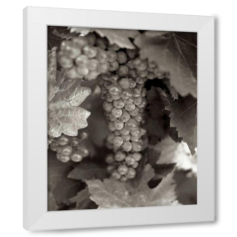 Grapes - 22 White Modern Wood Framed Art Print by Blaustein, Alan