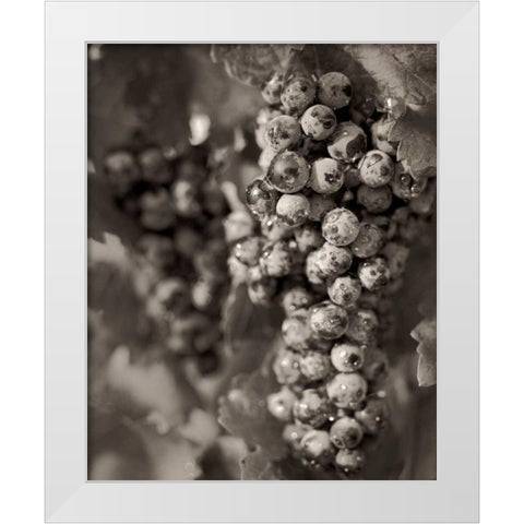 Grapes - 24 White Modern Wood Framed Art Print by Blaustein, Alan
