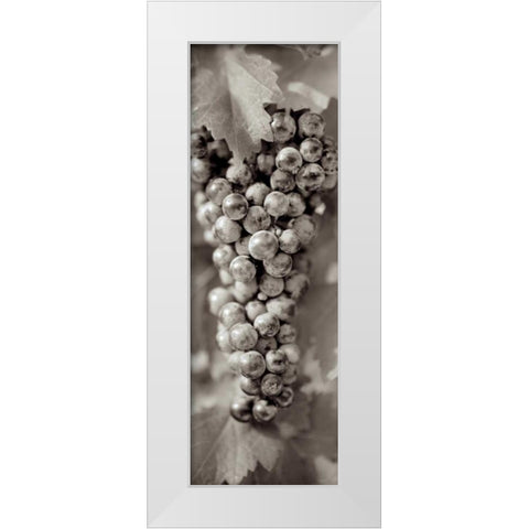 Grapes Pano - 8 White Modern Wood Framed Art Print by Blaustein, Alan