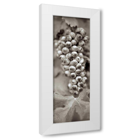 Grapes Pano - 6 White Modern Wood Framed Art Print by Blaustein, Alan